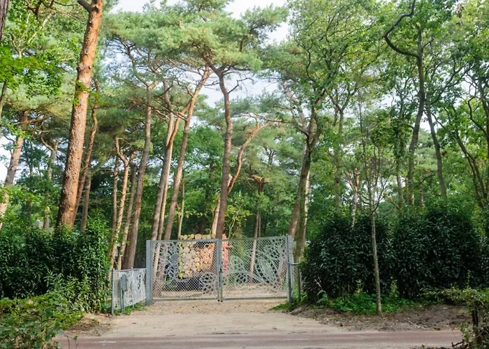 In The Forest Near The Beach *