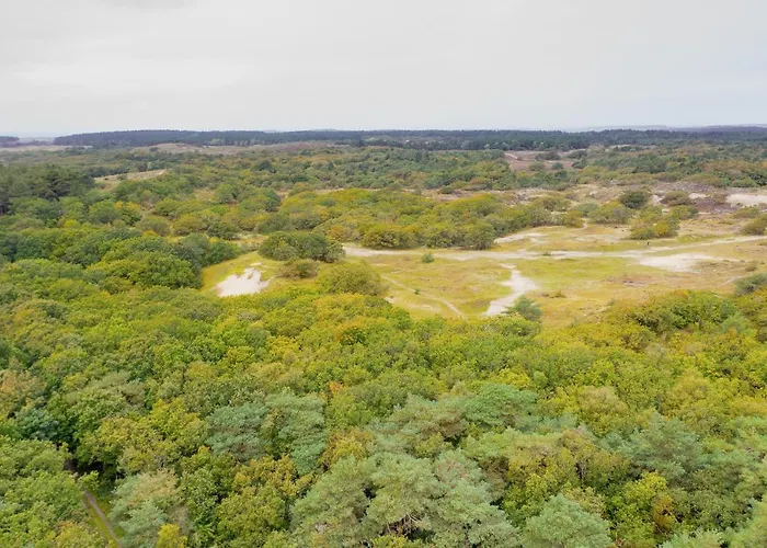 In The Forest Near The Beach
